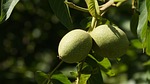 in rural areas, north, the scenery