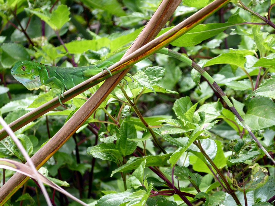 Fauna en cahuita