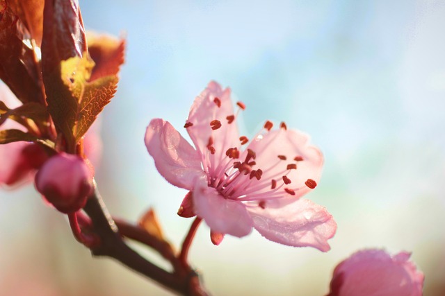 Bloem, Bloem Behang, Mooie Bloemen