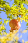 grenadier, grenade, punica granatum