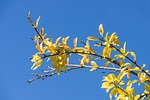 grenadier, branch, yellow