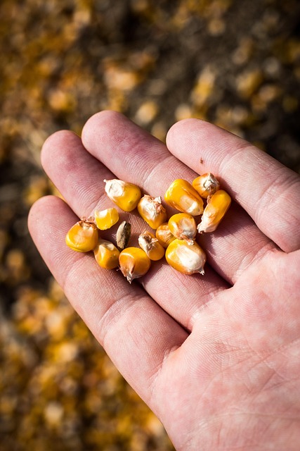 Free Maize Hand photo and picture