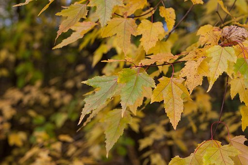 Free Maple Leaves photo and picture