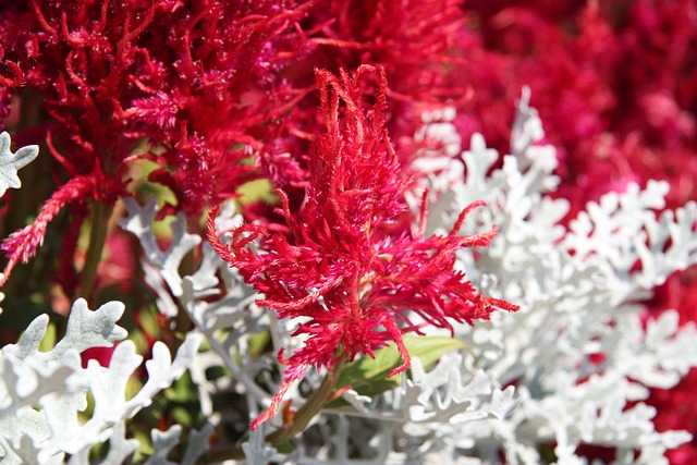 Free Astilbe Flowers photo and picture
