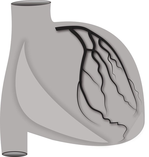 Free left coronary artery lcm heart illustration