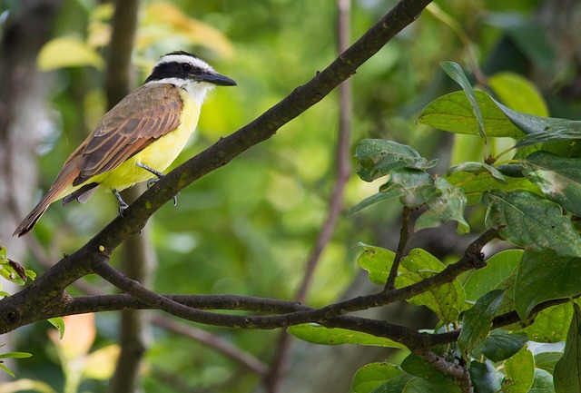 Free Bird Nature photo and picture