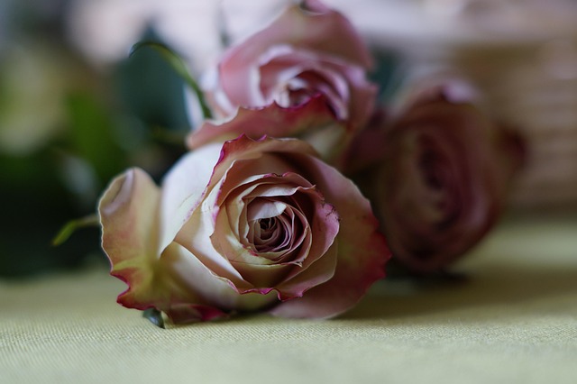 Free Rose Dusky Pink photo and picture