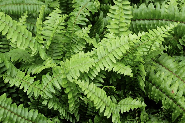 Free Fern Green photo and picture