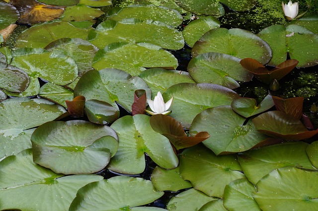 Free Pond Blossom photo and picture