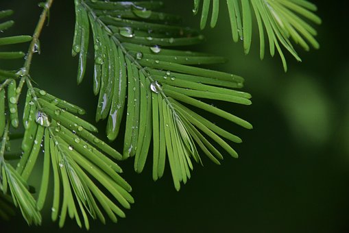 Rain, Plant, Green, Eye, Rain, Rain