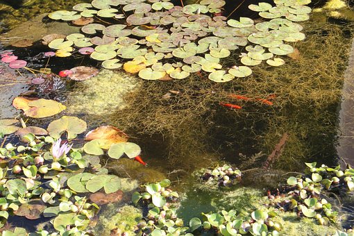 Free Pond Water photo and picture