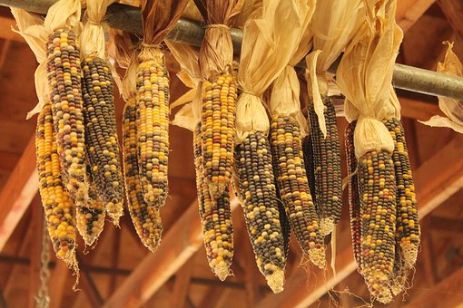 Free Autumn Indian Corn photo and picture