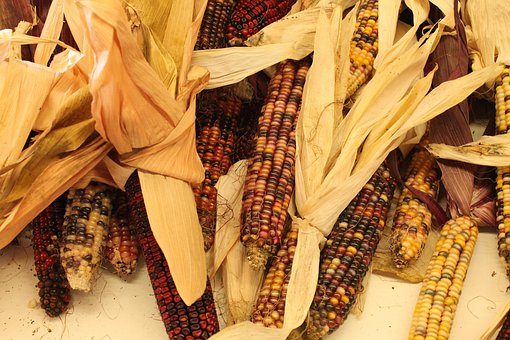 Free Autumn Indian Corn photo and picture