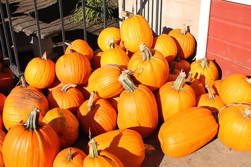 Free Pumpkins Fall photo and picture
