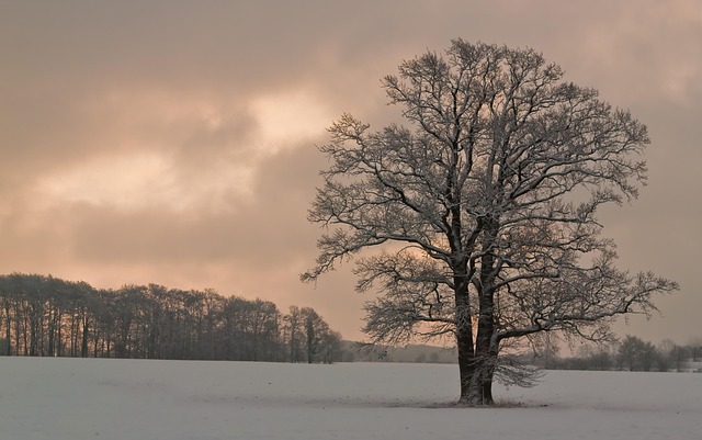 Træ, Natur, Sne, Vinter, Gammelt Træ