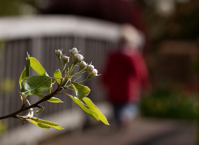 Drøm, Drømme, Ønsker, Pæreblomst