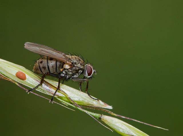 Flyve, Natur, Dyr, Insekt, Insekter