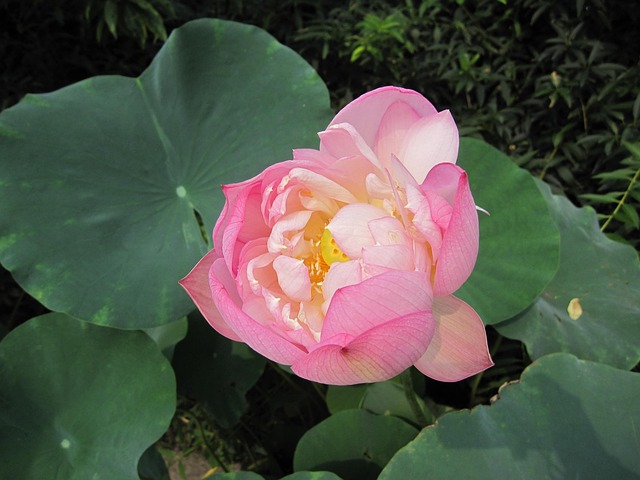 Free Lotus Summer photo and picture