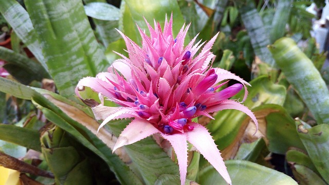 Free Flowers Nature photo and picture