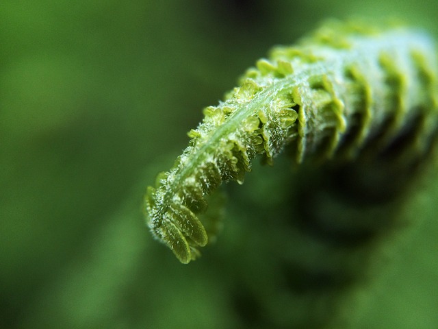 Hoja, Verde, Planta, Naturaleza, Nuevo