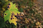 leaf, maple, disease