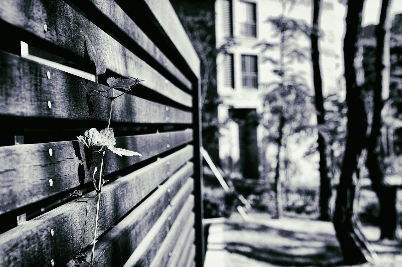 50,000+ Free Gray-Scale & Grayscale Images - Pixabay
