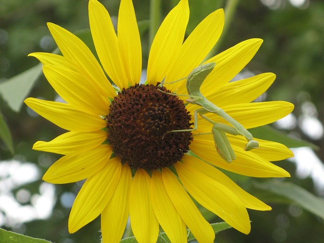 Free Sunflower Mantis photo and picture