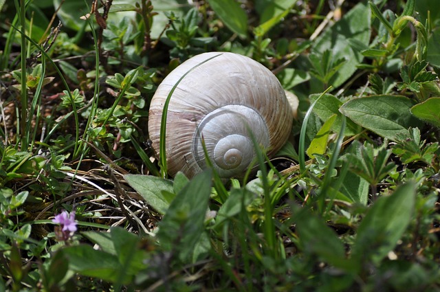 Free Snail Meadow photo and picture