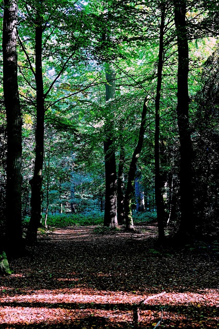 Free Forest Late Summer photo and picture