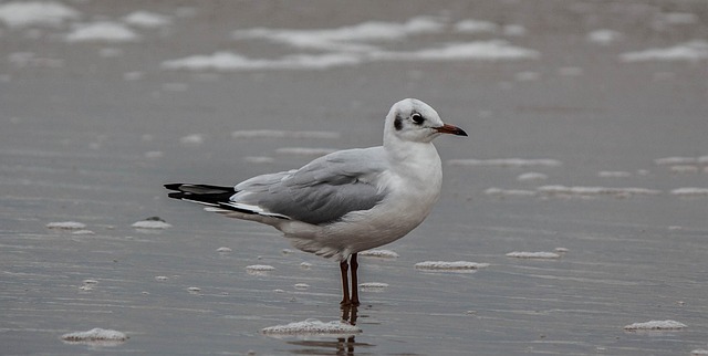 Free Gull Bird photo and picture