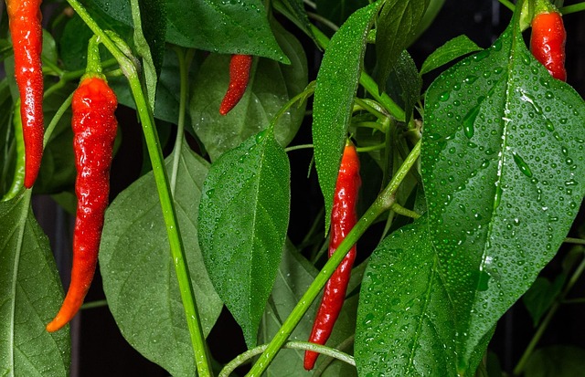 Free Chili Peper photo and picture