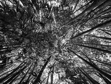 Free Trees Nature photo and picture