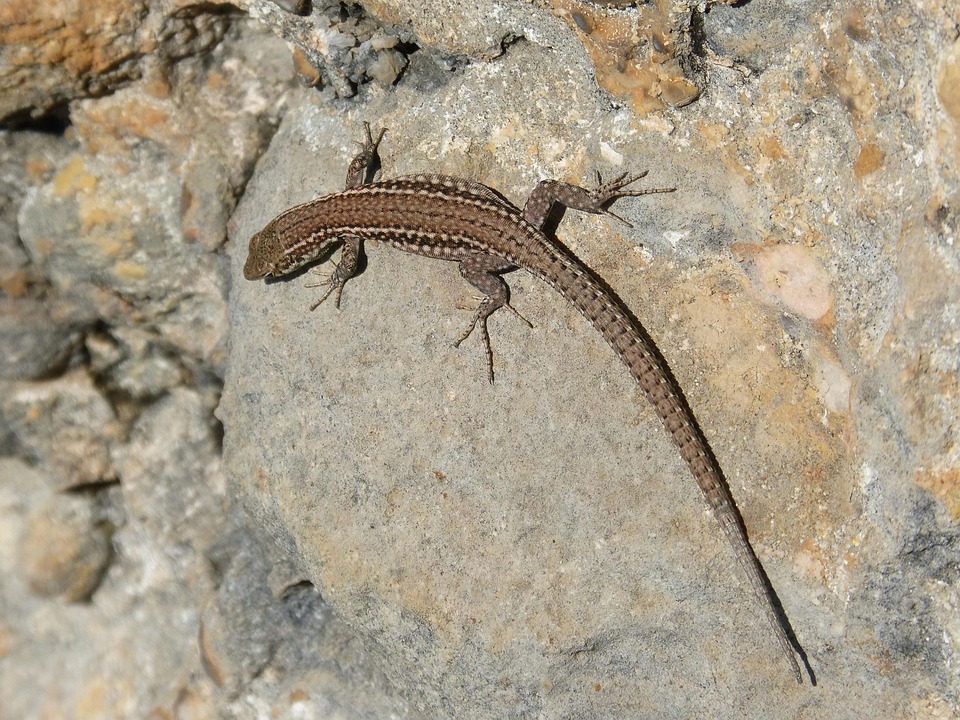 Lagartija Lagarto Roca - Foto gratis en Pixabay - Pixabay