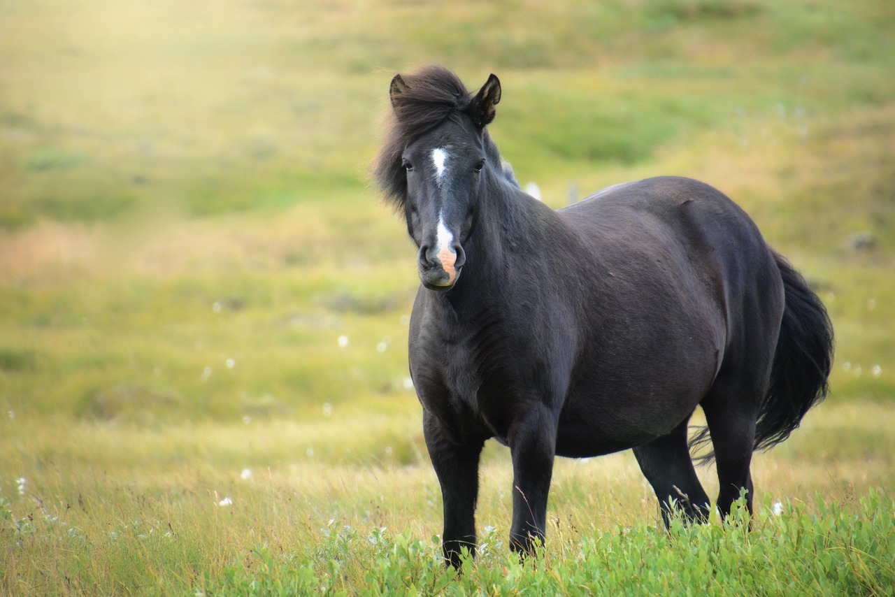 Iceland Horse Mare Free photo on Pixabay Pixabay
