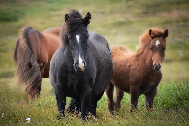Free Iceland Icelandic Horse photo and picture Free Iceland Icelandic Horse photo and picture