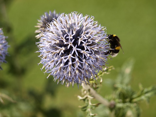 Free Blue Thistle Ornamental Thistle photo and picture