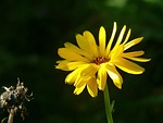 marigold, calendula, flower meadow
