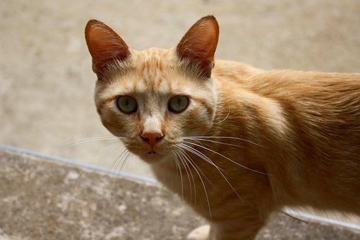 Cat, Miel, Pelo, Animal, Pet, Naturaleza