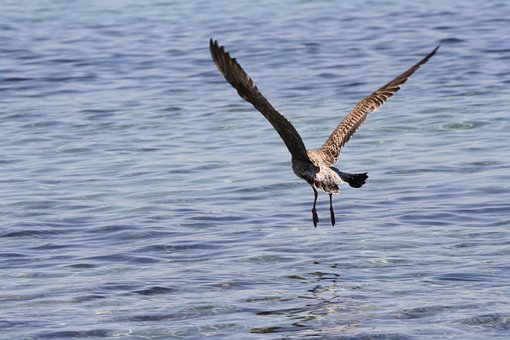 Gaviota, Ali, Vuelo, Mar, Azul, Pájaro