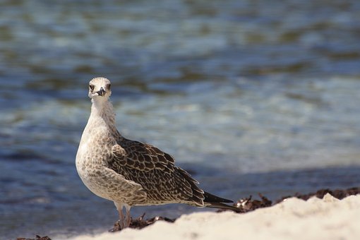 Gaviota, Playa, Algas, Mar, Primer Piso