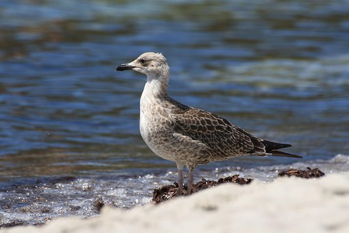 Gaviota, Playa, Algas, Mar, Primer Piso