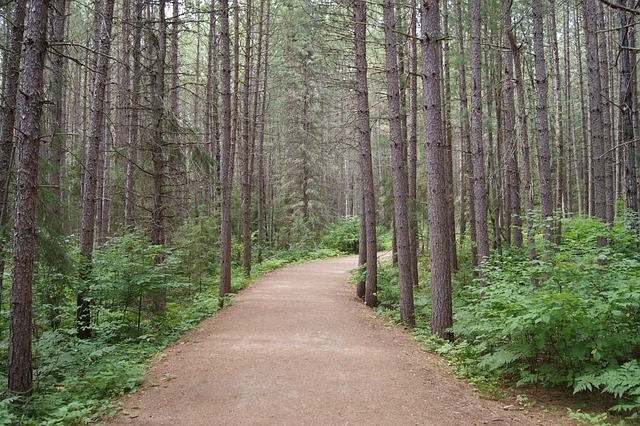 Rastro, Parque Algonquin, Ontario