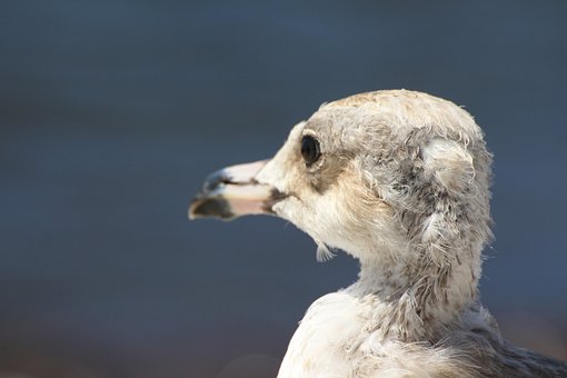 Gaviota, Primer Piso, Aves Marinas, Aves