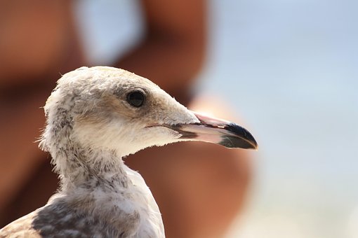 Gaviota, Primer Piso, Aves Marinas, Aves