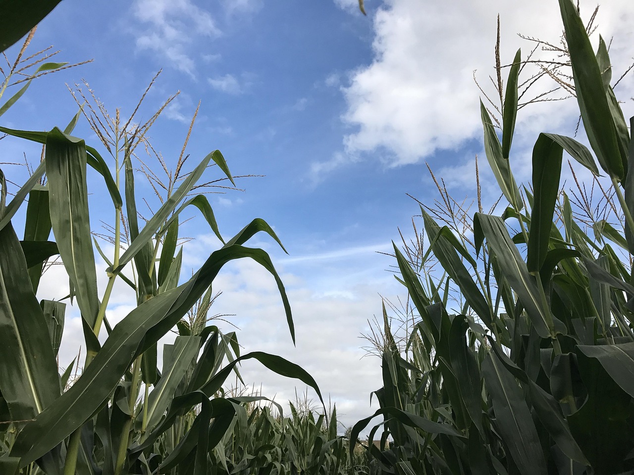 Corn Sky Clouds - Free photo on Pixabay - Pixabay