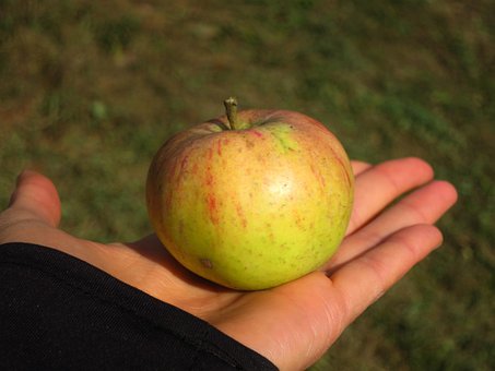 Manzana, Mano, Comida, Saludable, Tocar