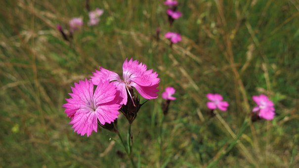 Flor, Rosado, Púrpura, Naturaleza