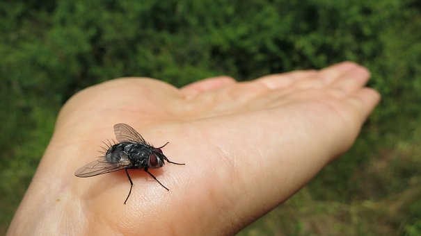 Volar, Insecto, Mano, Escarabajo