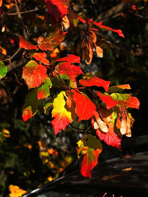 Sale De, Otoño, Amarillo, Rojo, Vistoso