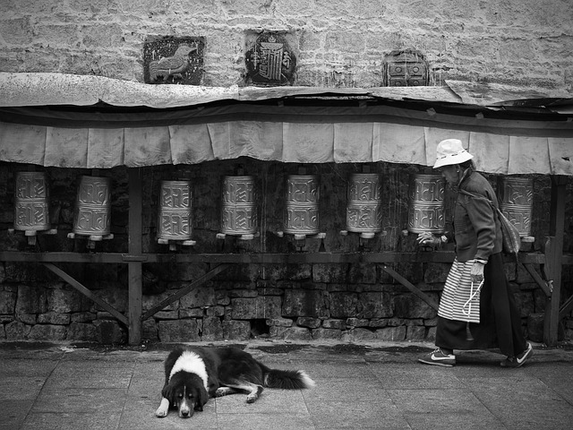Tíbet, Giro De Vuelta, El Anciano, Perro